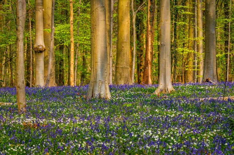 079 Hallerbos.jpg